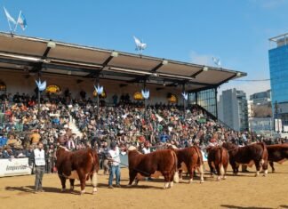 Hereford también palpita Palermo