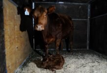 Lionela, el primer nacimiento de la rural