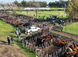 En Dorrego, la vaca es cosa seria