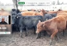 La web, un clásico de Martín y Alonso