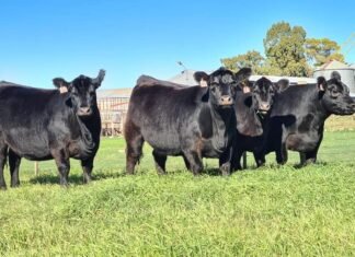 La Torcacita, arranca Agosto a pleno