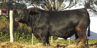 Don Nazareno, segundo capítulo con una destacada oferta