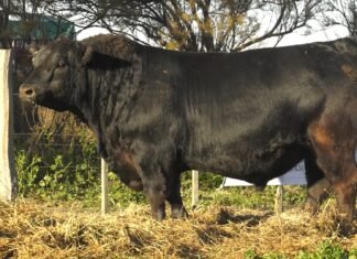 Don Nazareno, segundo capítulo con una destacada oferta