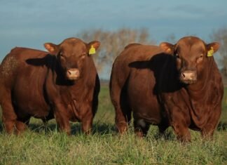 Casamú, con el sello de la confianza para su venta anual