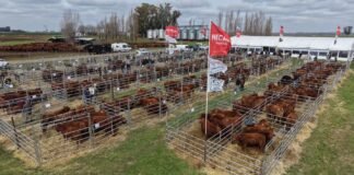 Un debut «completo» para los Limangus