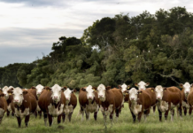 La genética Hereford vuelve a tener cita en Caldenes