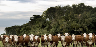 La genética Hereford vuelve a tener cita en Caldenes