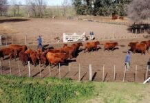 Huanguelén recibe el remate de Güe Glen Sur