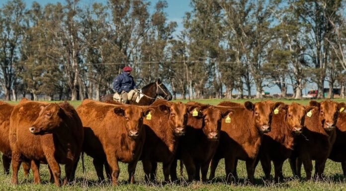Angus de Trumil: Más de dos décadas haciendo Angus