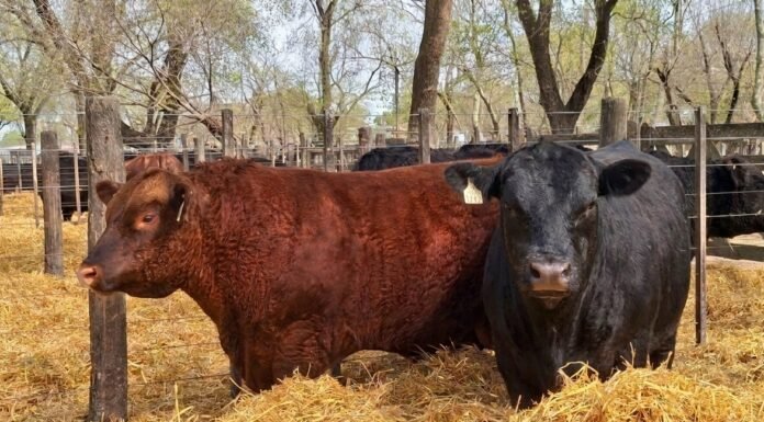 Mañana llega un nuevo capítulo para Los Zorzales