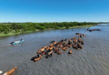 El agua pone en jaque a la ganadería