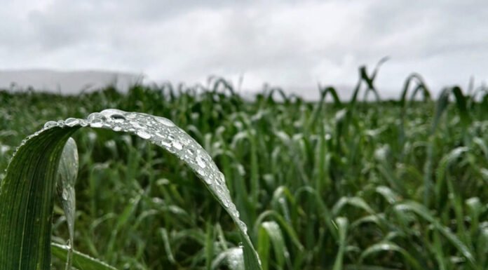 El Niño: claves para potenciar los rindes